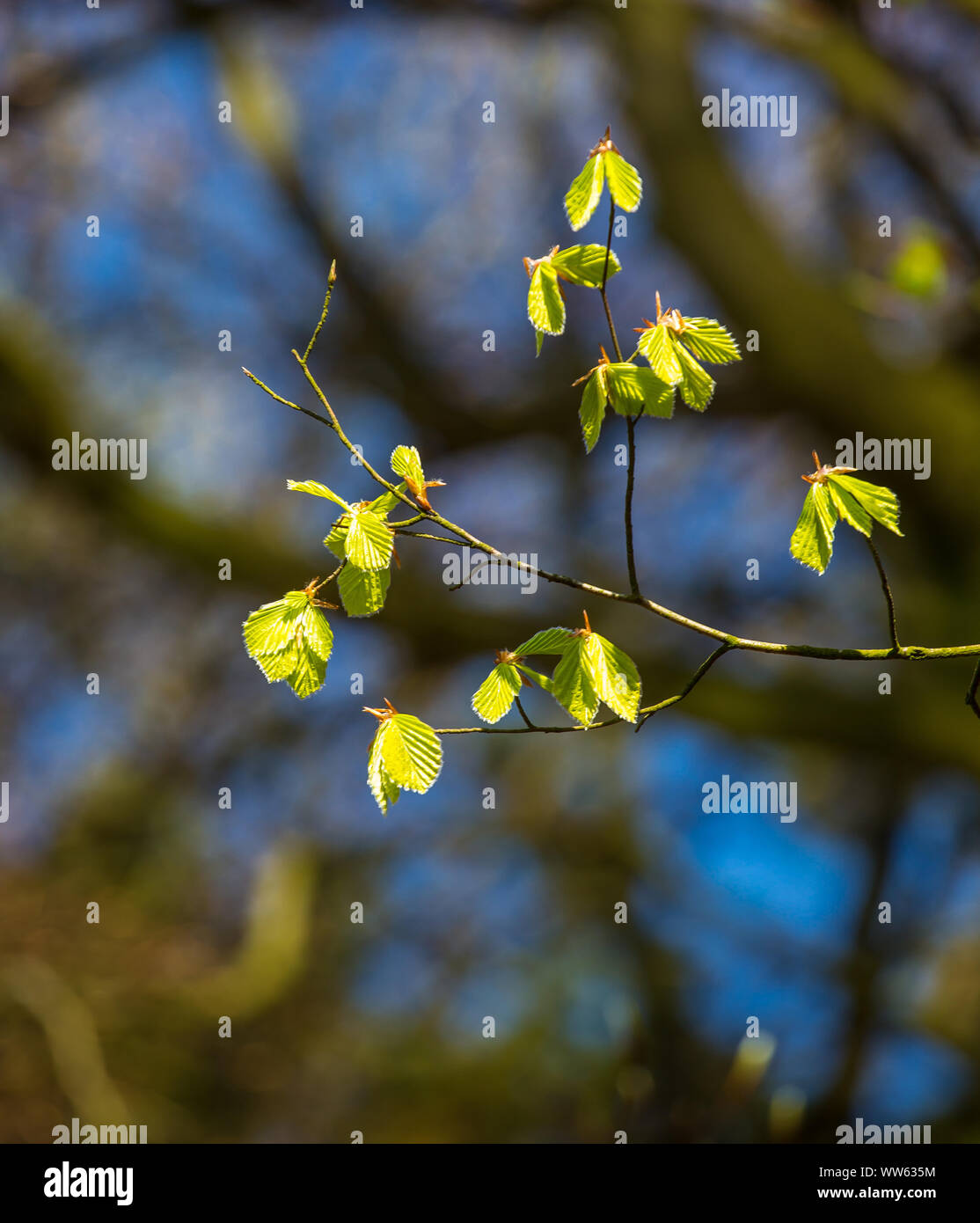 Backlit beech leaves in the forest hi-res stock photography and images ...