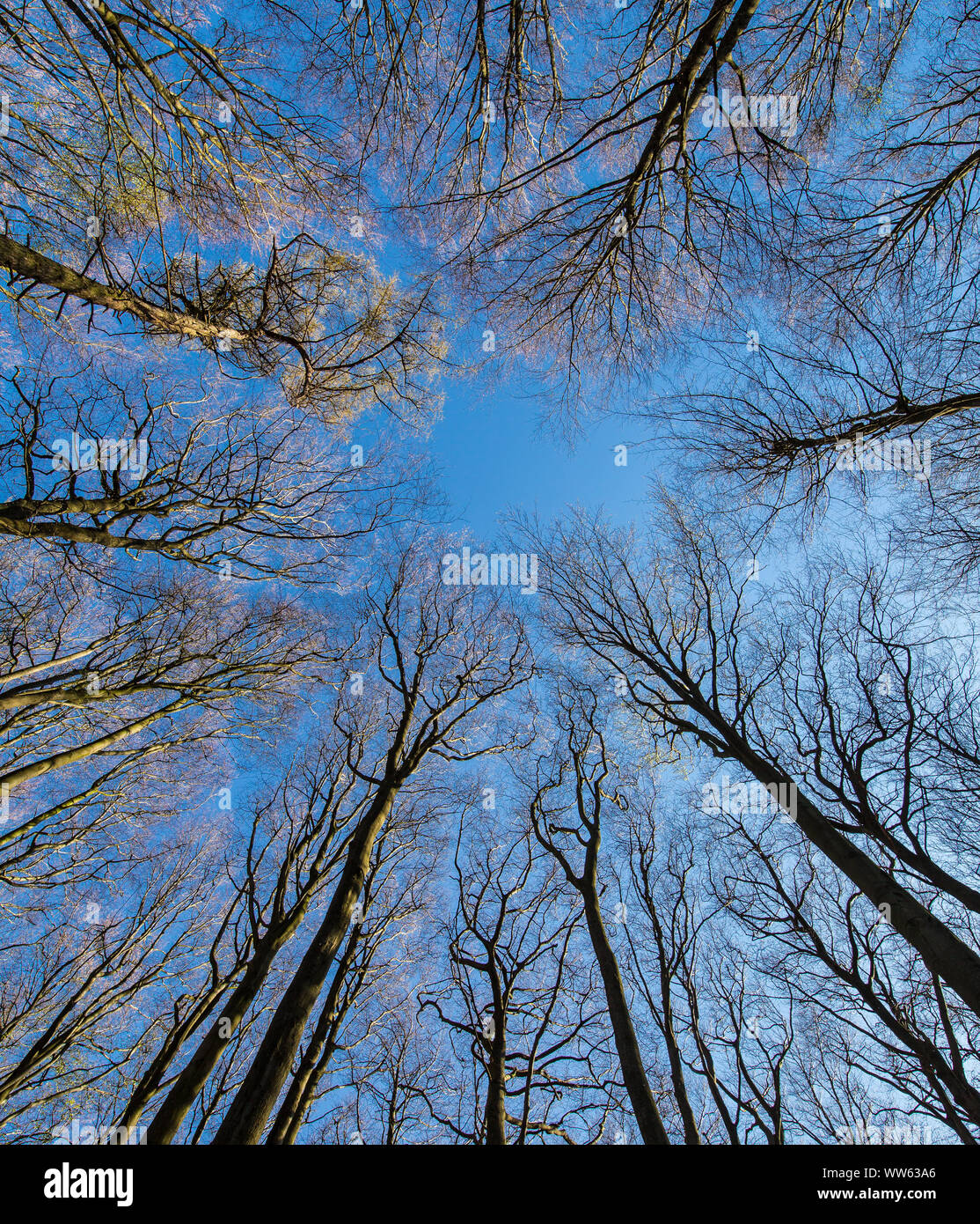 Bald tree tops in beech forest, close up Stock Photo