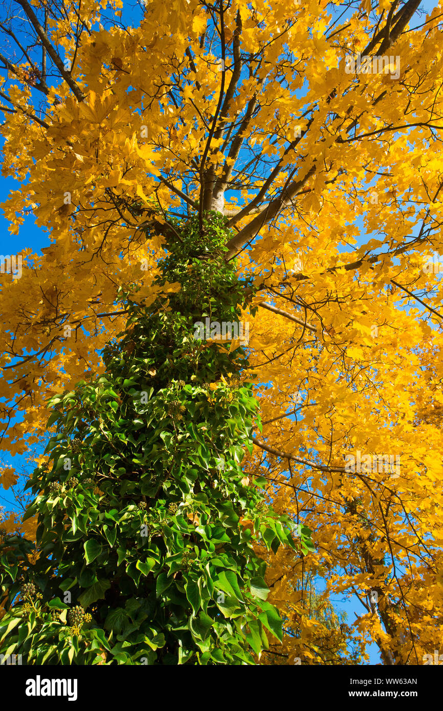 Bright autumn foliage Stock Photo