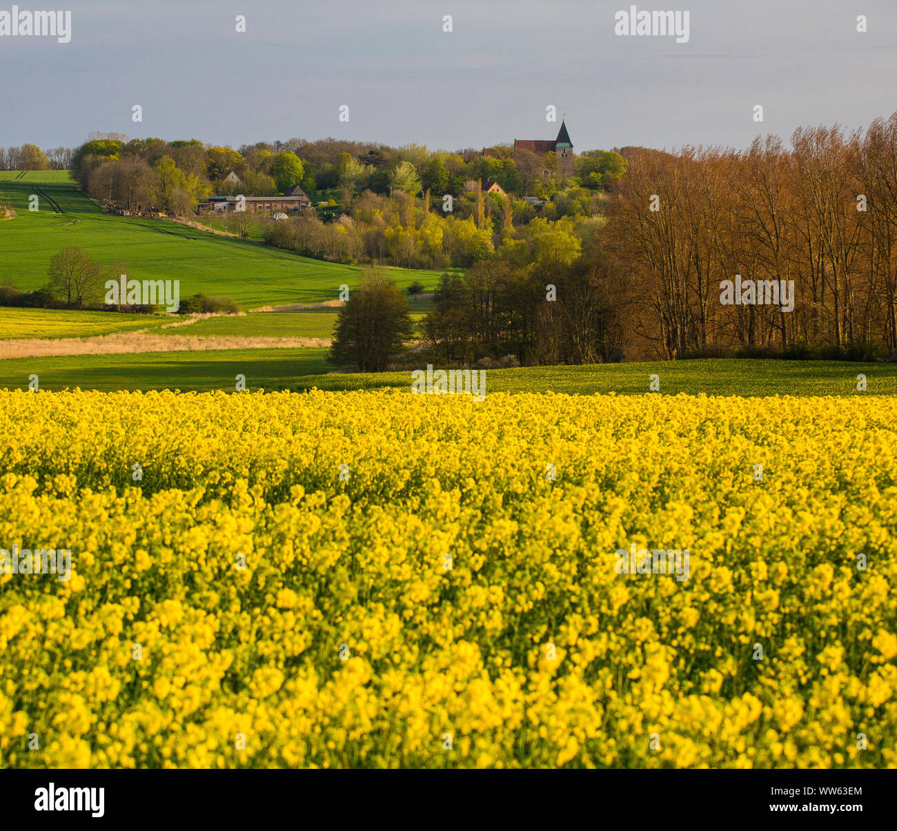 Blossoming rape field in spring, Bobbin, island RÃ¼gen, Mecklenburg-West Pomerania, Germany Stock Photo
