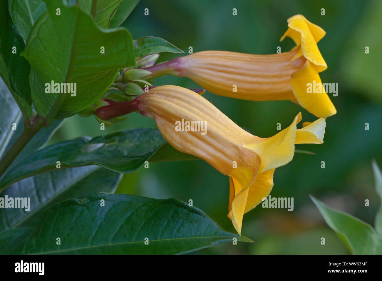Bush Allamanda, Allamanda schottii, Yellow trumpet shaped flowers growing outdoor. Stock Photo