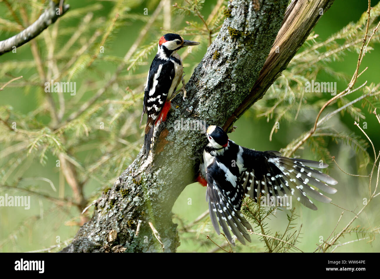 Great spotted woodpeckers on tree, Dendrocopos major Stock Photo