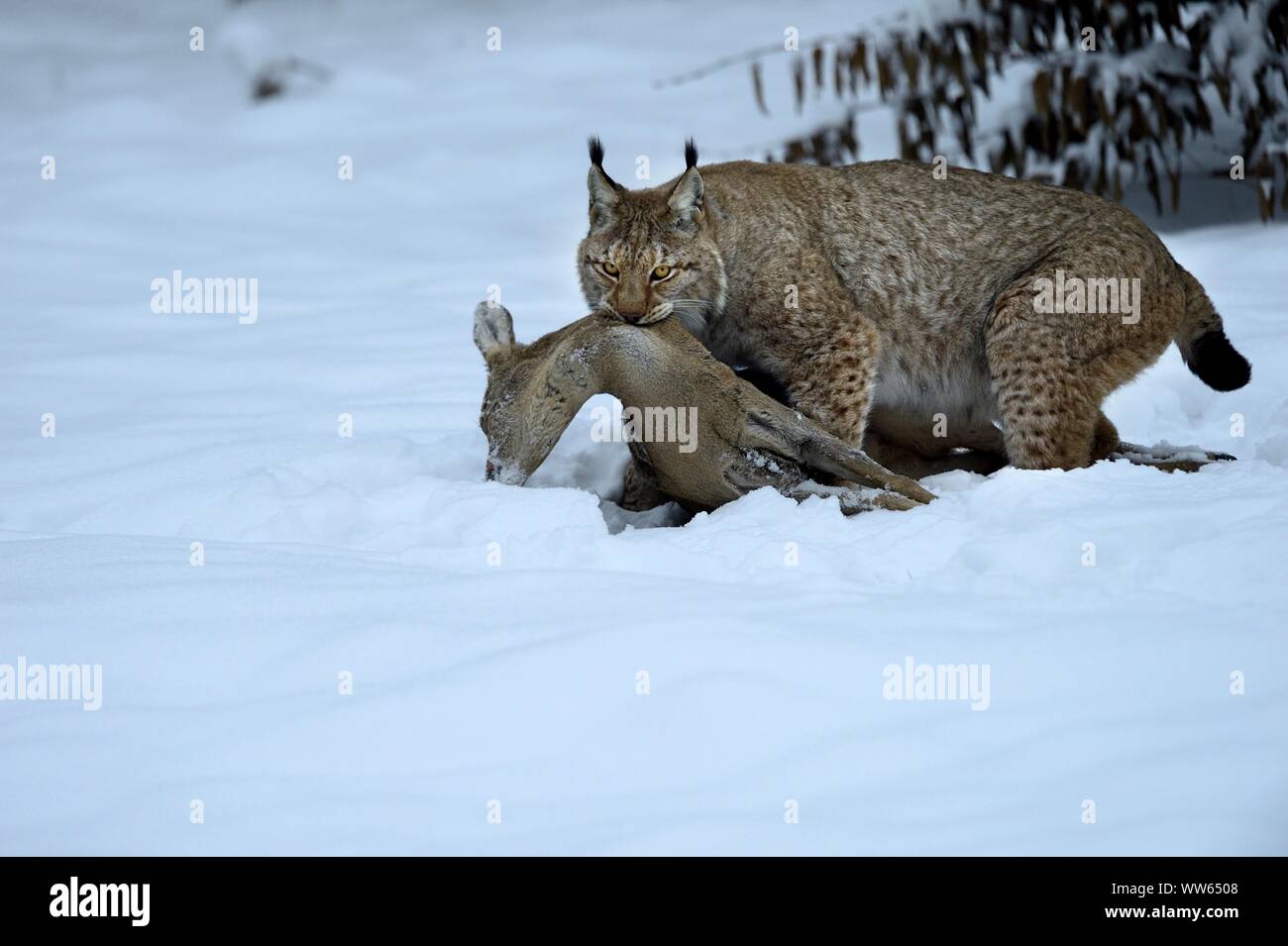 Eurasian lynx with prey in the snow, Lynx lynx Stock Photo