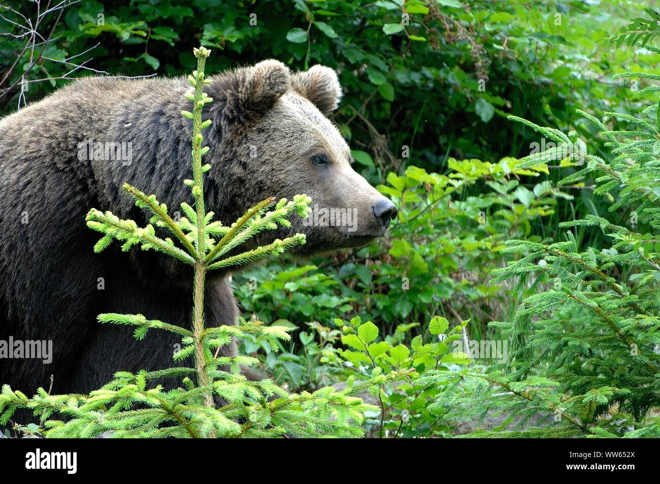 European brown bear in the forest, Ursus arctos Stock Photo - Alamy
