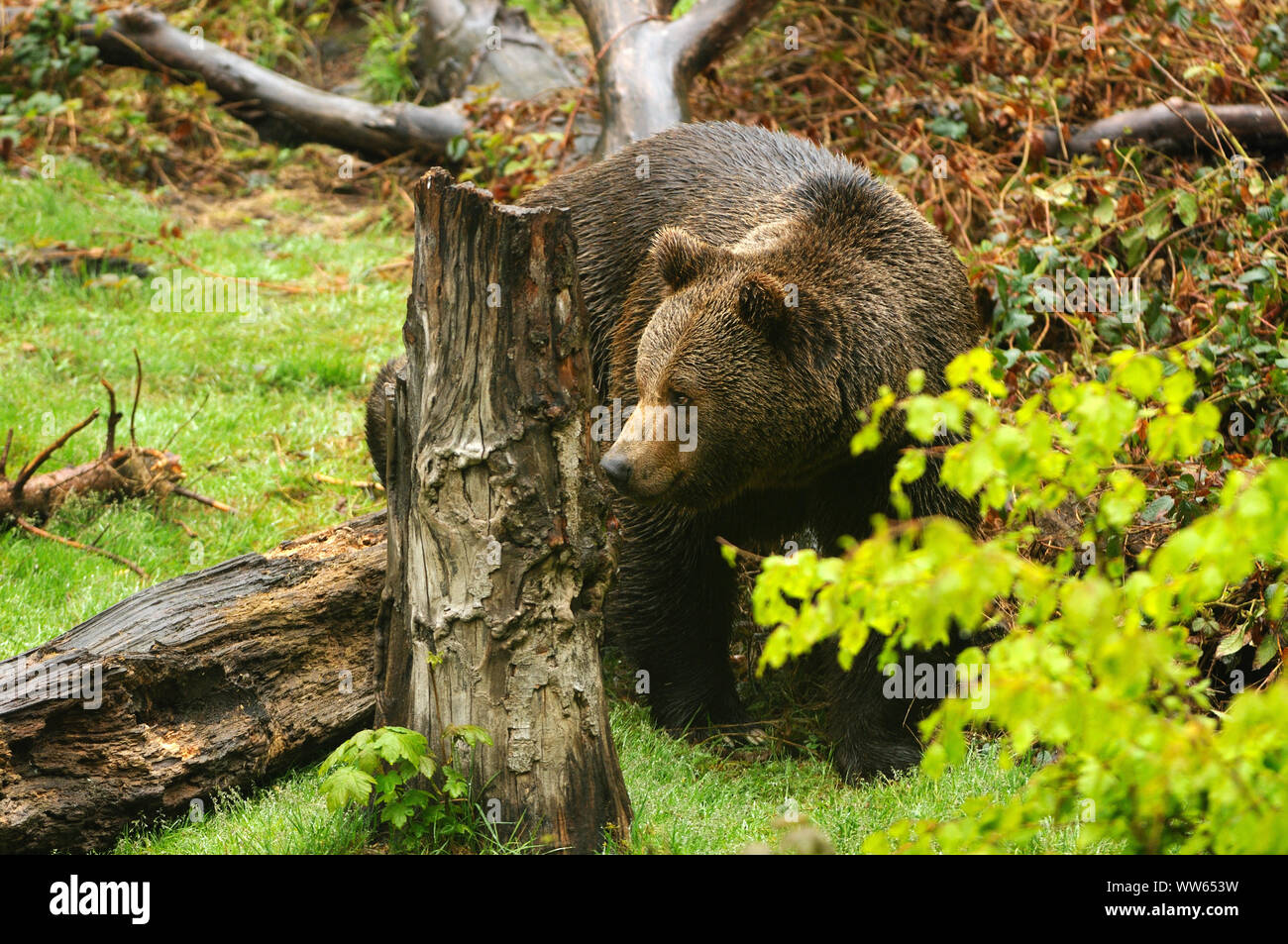 European brown bear in the forest, Ursus arctos Stock Photo - Alamy