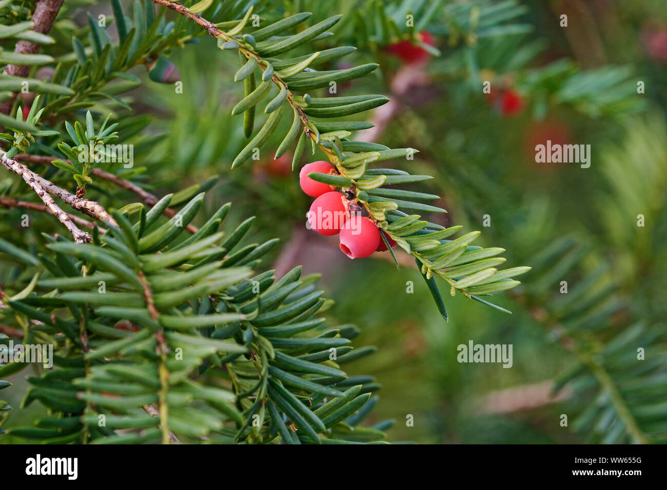 Spiky tree hi-res stock photography and images - Alamy