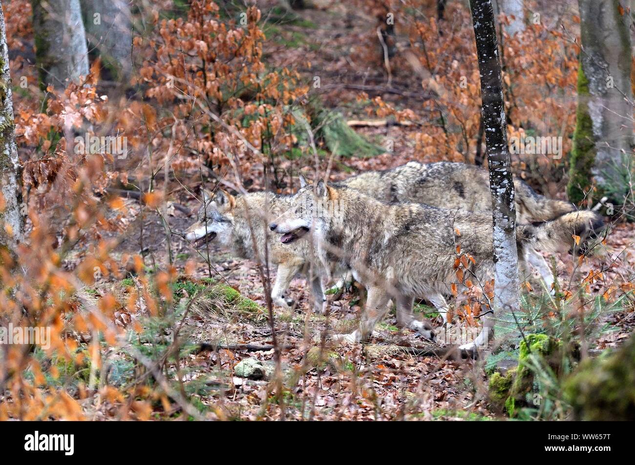 European wolf pack in the forest, Canis lupus Stock Photo