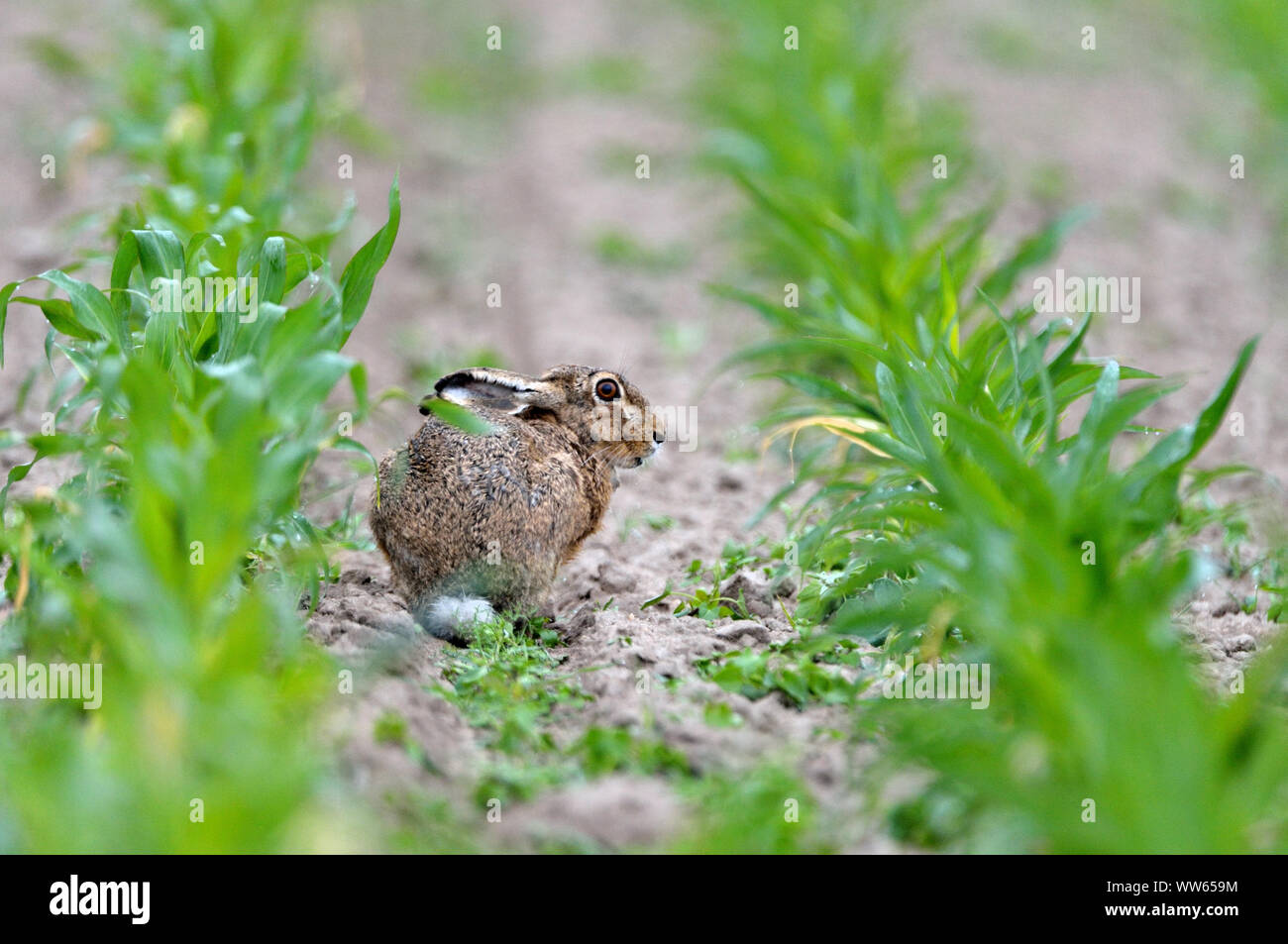 Brown hare on field, Lepus europaeus Stock Photo