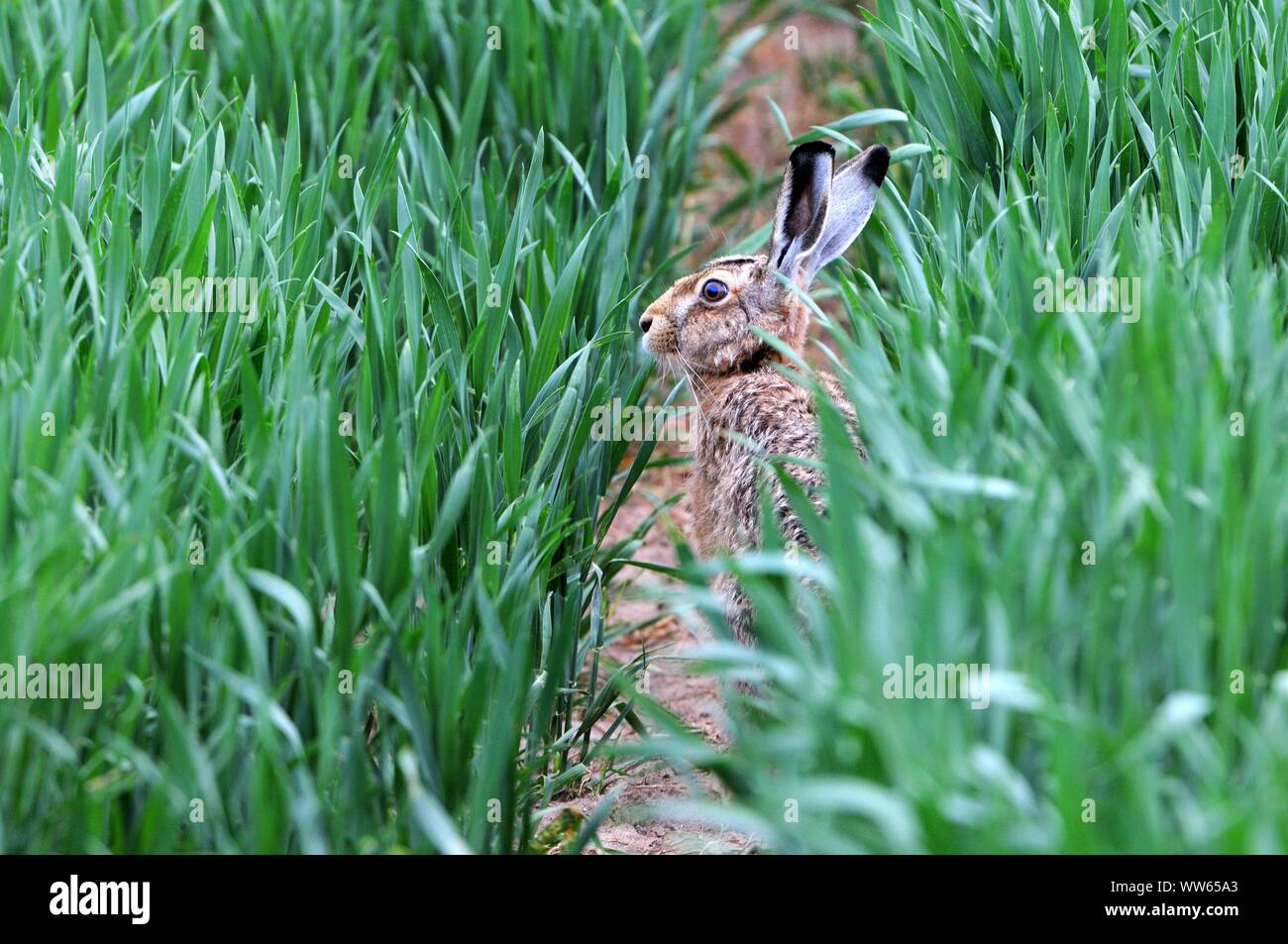 Brown hare in field, Lepus europaeus Stock Photo