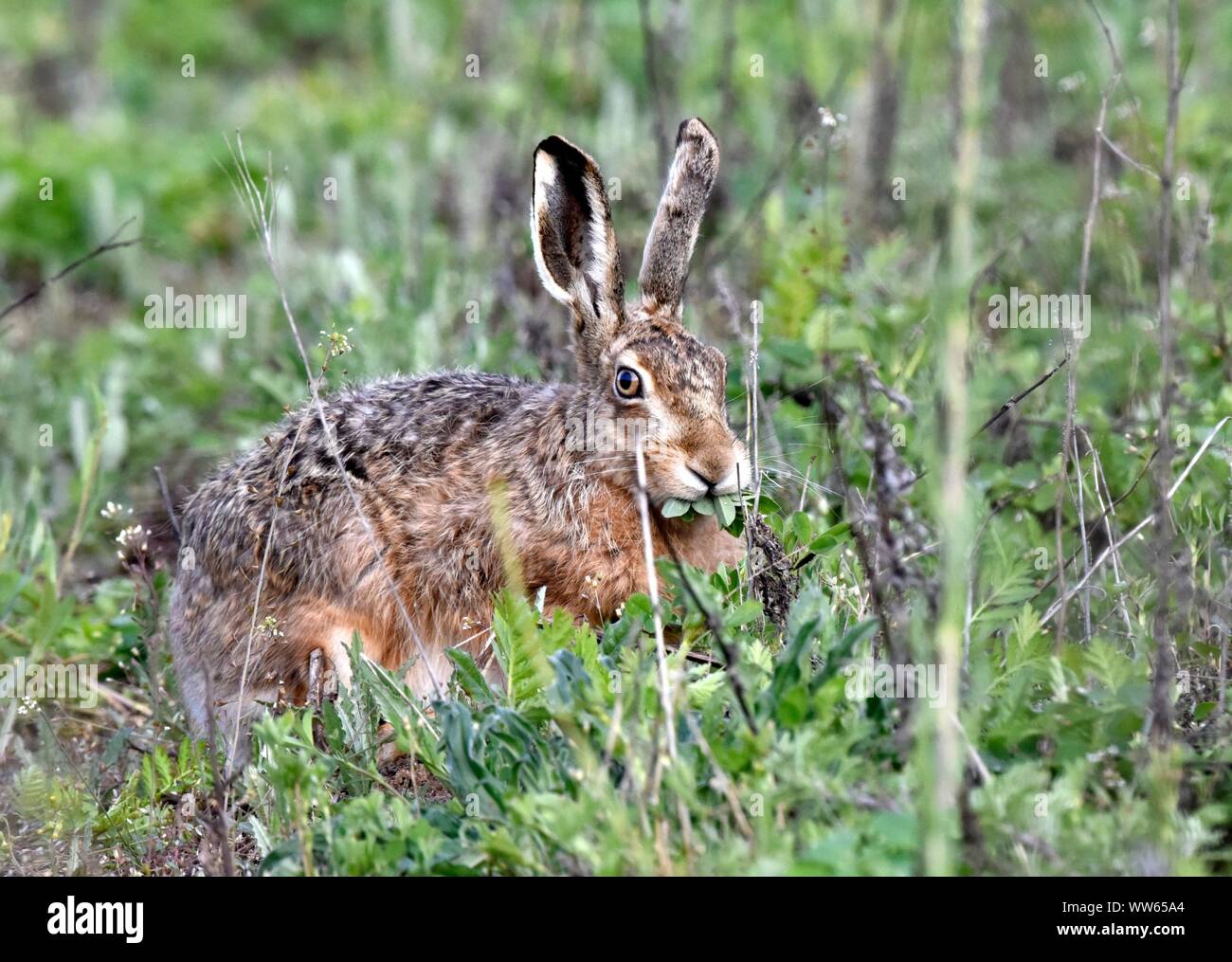 Brown hare in the forest, Lepus europaeus Stock Photo