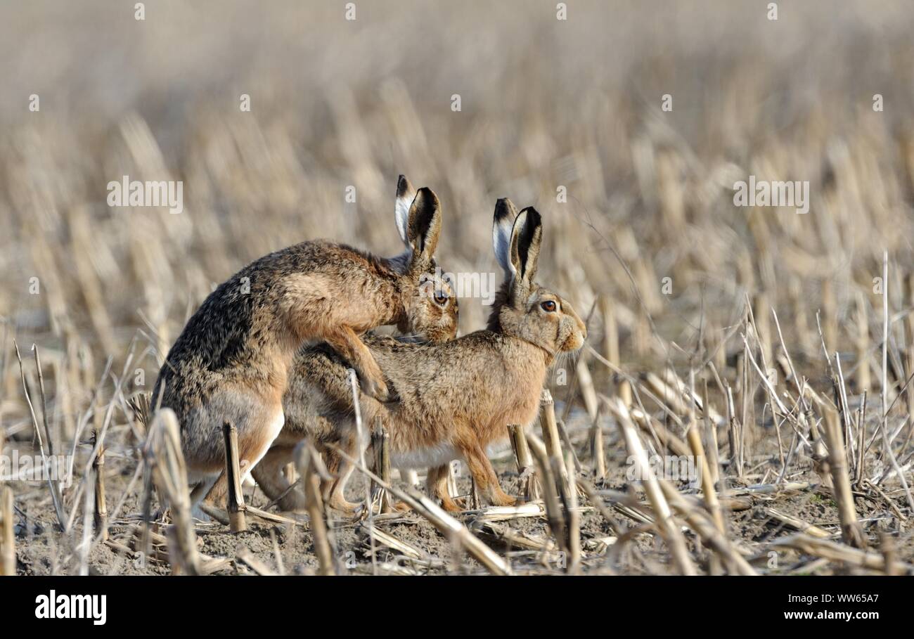 Brown hares mating, Lepus europaeus Stock Photo