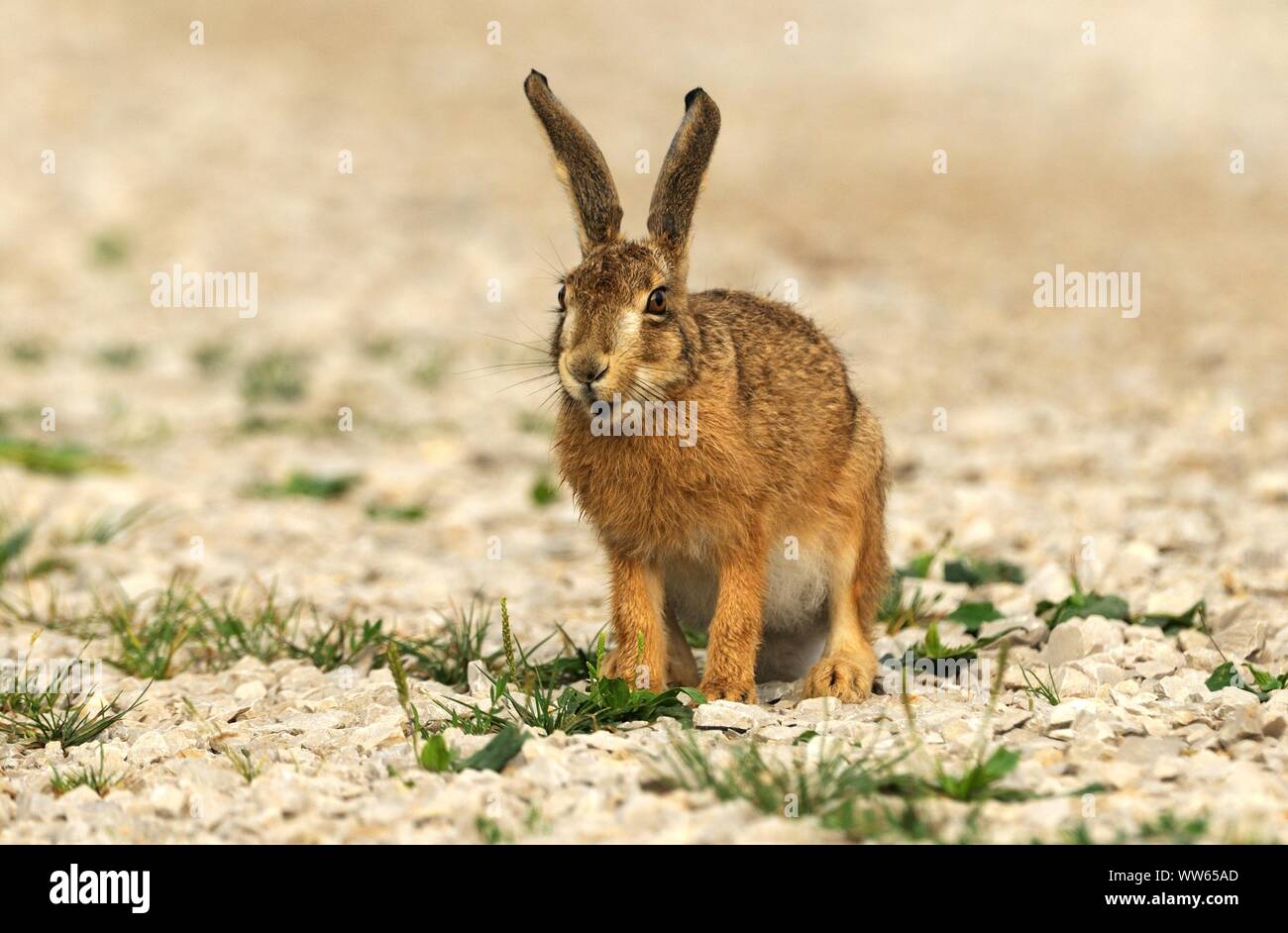 Brown hare on field, Lepus europaeus Stock Photo