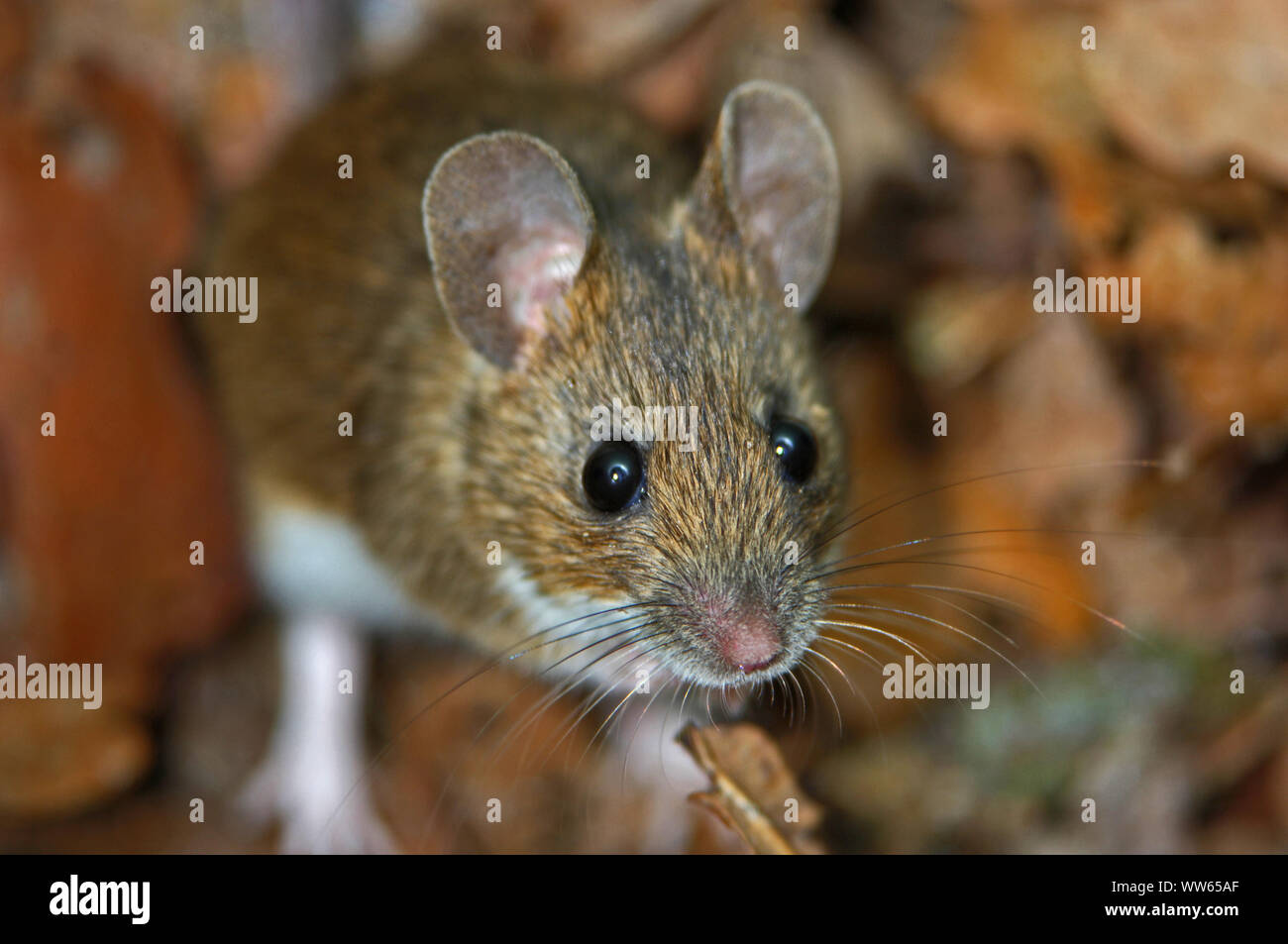 Field mouse in the forest, Mus musculus Stock Photo Alamy