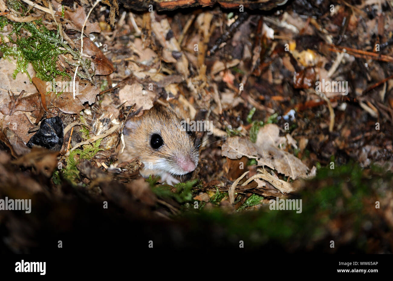 Field mouse in the foliage, Mus musculus Stock Photo