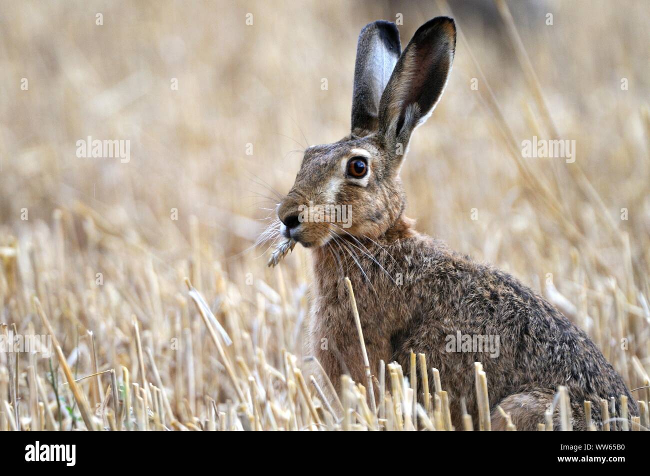 Brown hare in the stubble field, Lepus europaeus Stock Photo