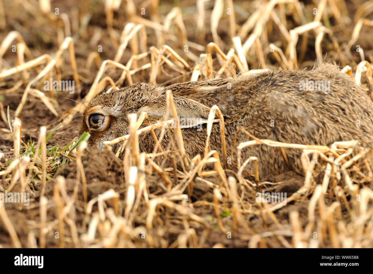 Brown hare in the stubble field, Lepus europaeus Stock Photo