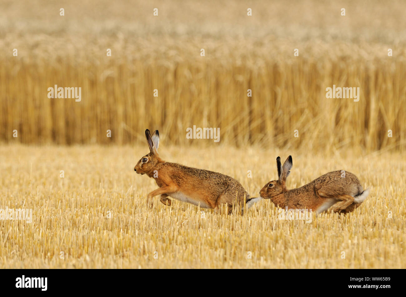Brown hares in the stubble field, Lepus europaeus Stock Photo