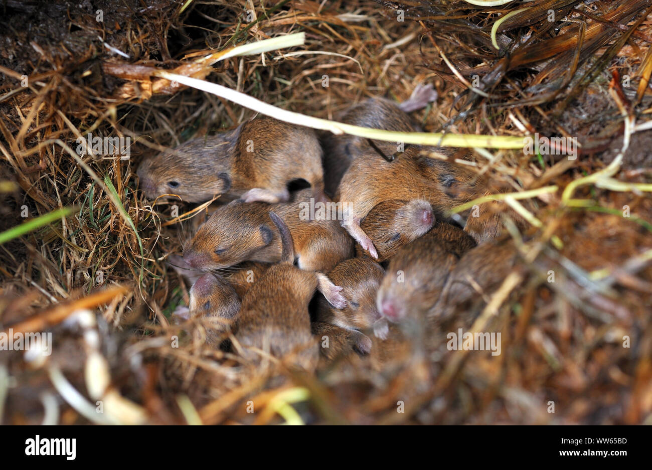Field mice in the nest, young animals, Mus musculus Stock Photo