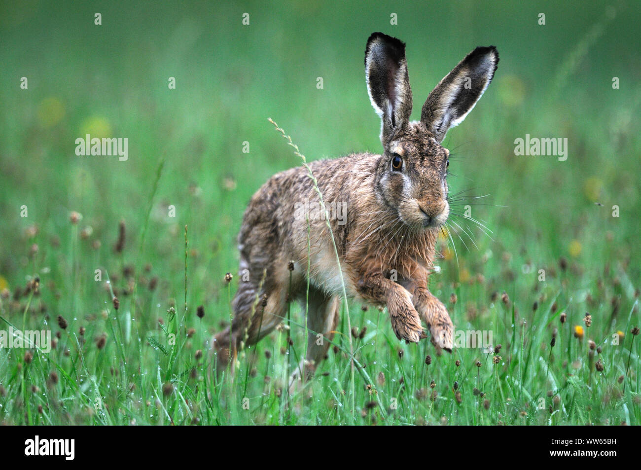 Brown hare in meadow, Lepus europaeus Stock Photo