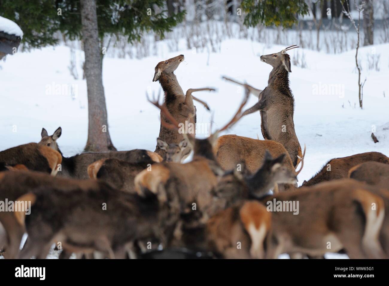 Herd of red deer in the snow, cervus elaphus Stock Photo