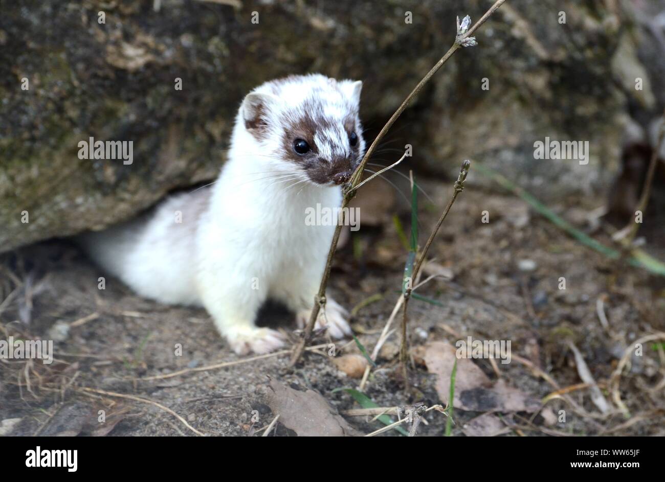 Stoat in the air hires stock photography and images Alamy