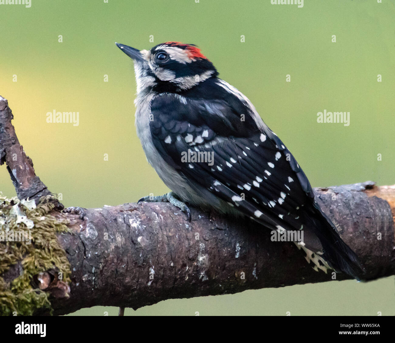 Downy Woodpecker on a branch, Canada Stock Photo
