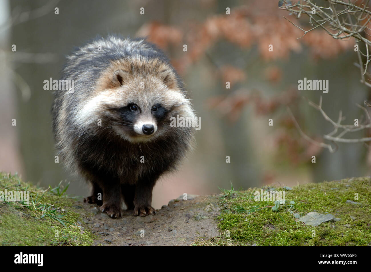 Raccoon dog, Nyctereutes procyonoides Stock Photo