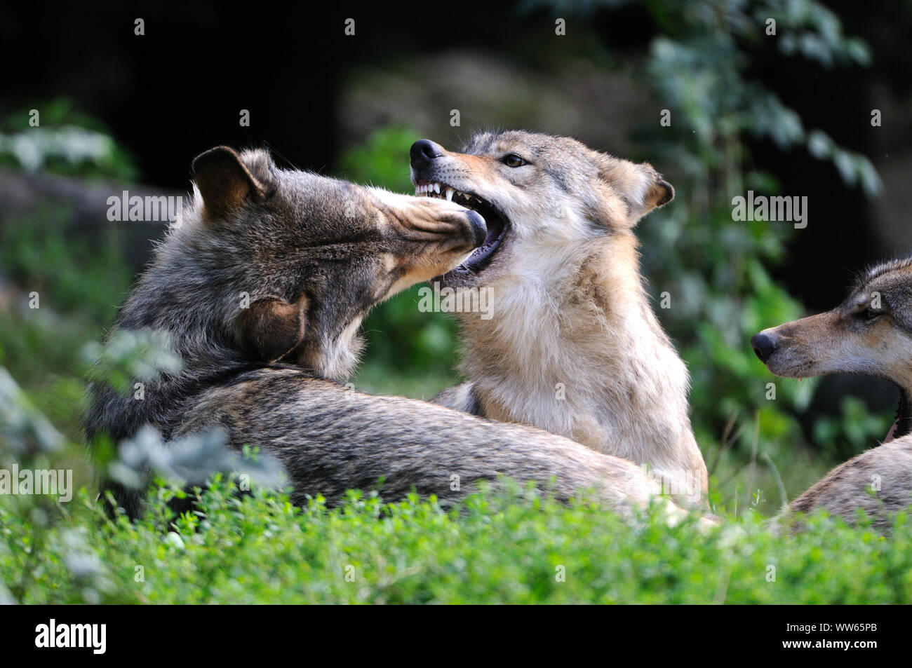 Eastern wolves playing, canis lupus lycaon Stock Photo