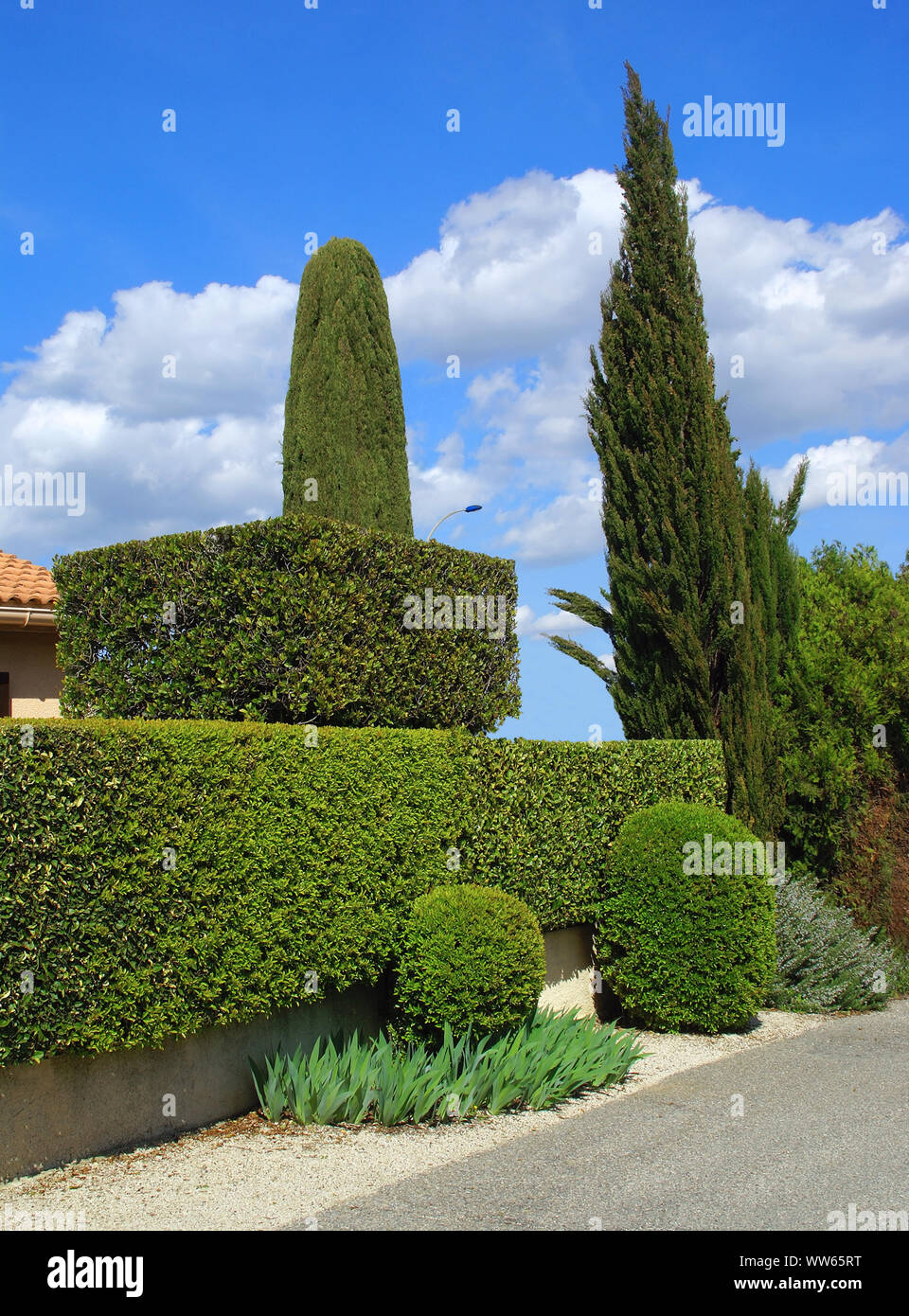 Pleasure trees and fence hedge perfectly cut. Stock Photo