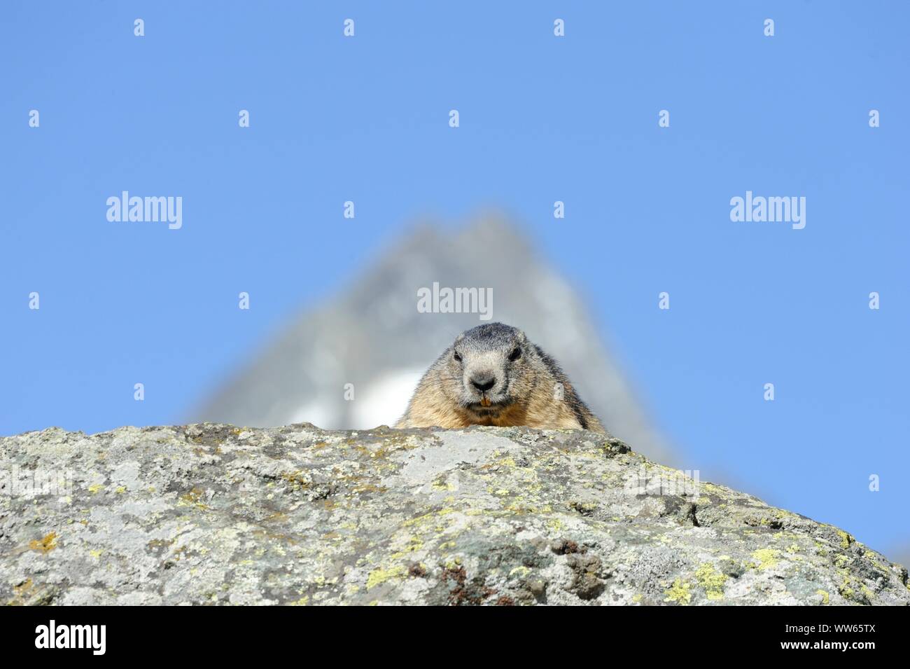 Groundhog on rock, Marmota Stock Photo