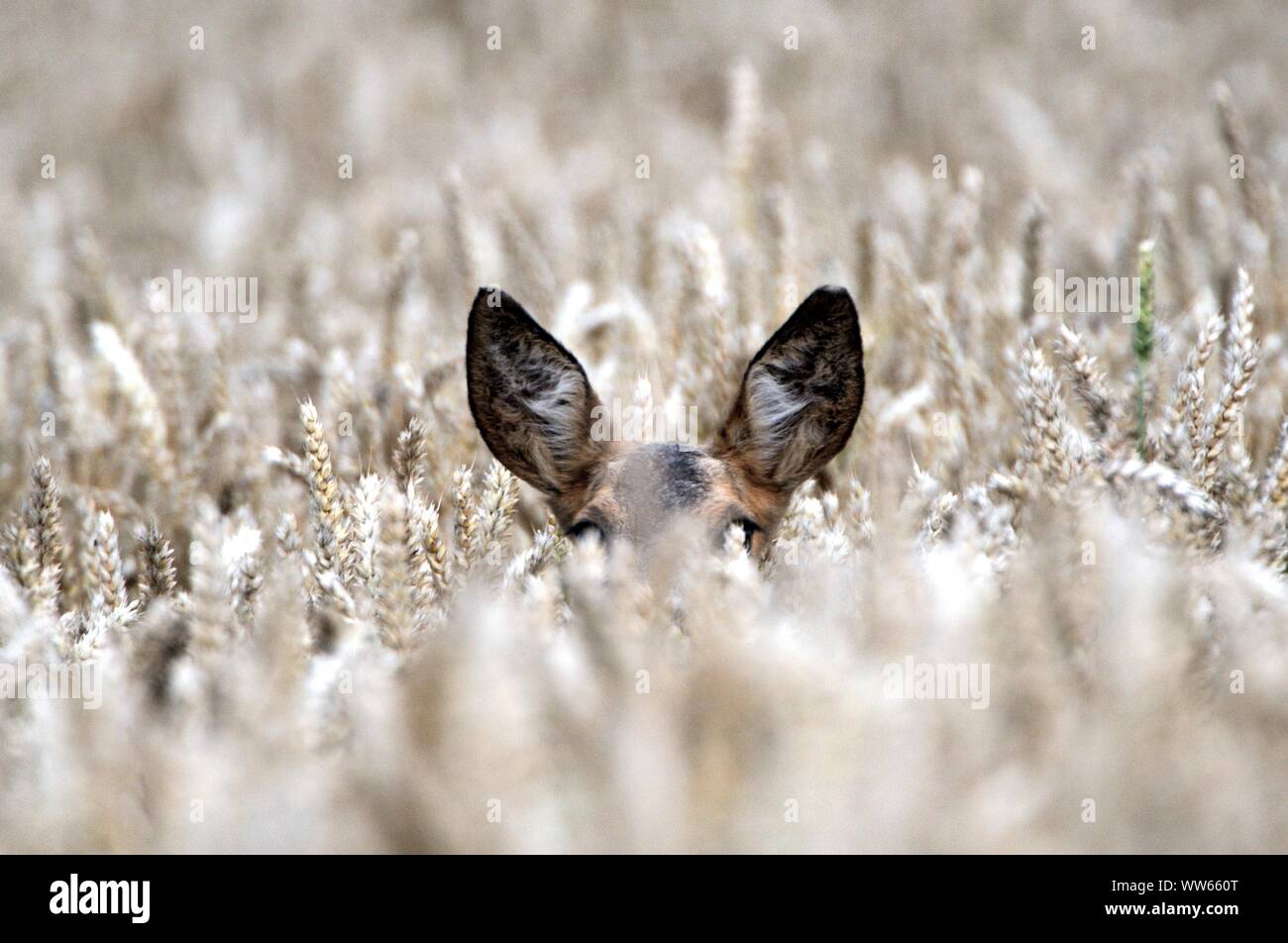 Deer in grain field, close-up, Capreolus capreolus Stock Photo