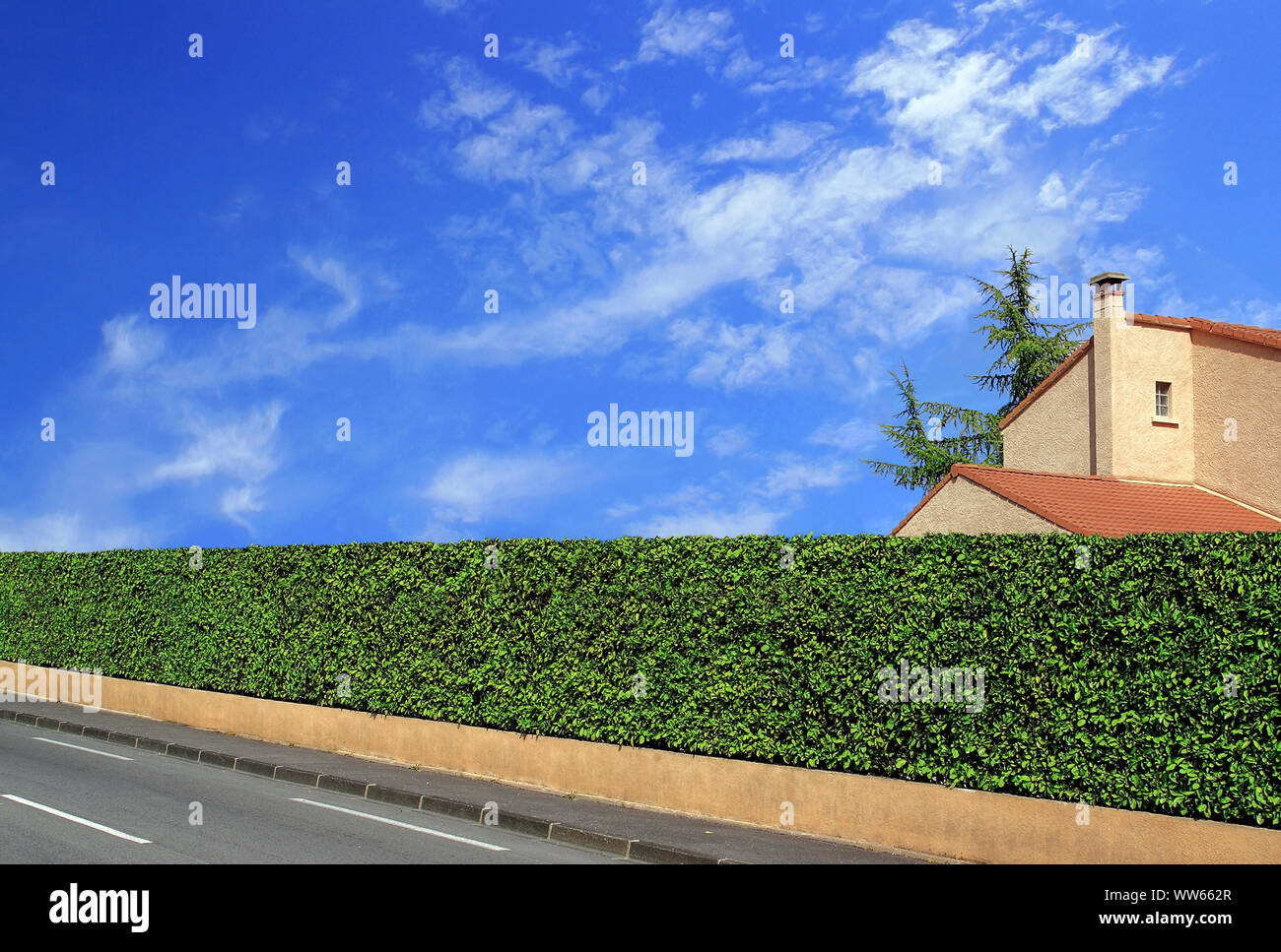 Pleasure trees and fence hedge perfectly cut. Stock Photo