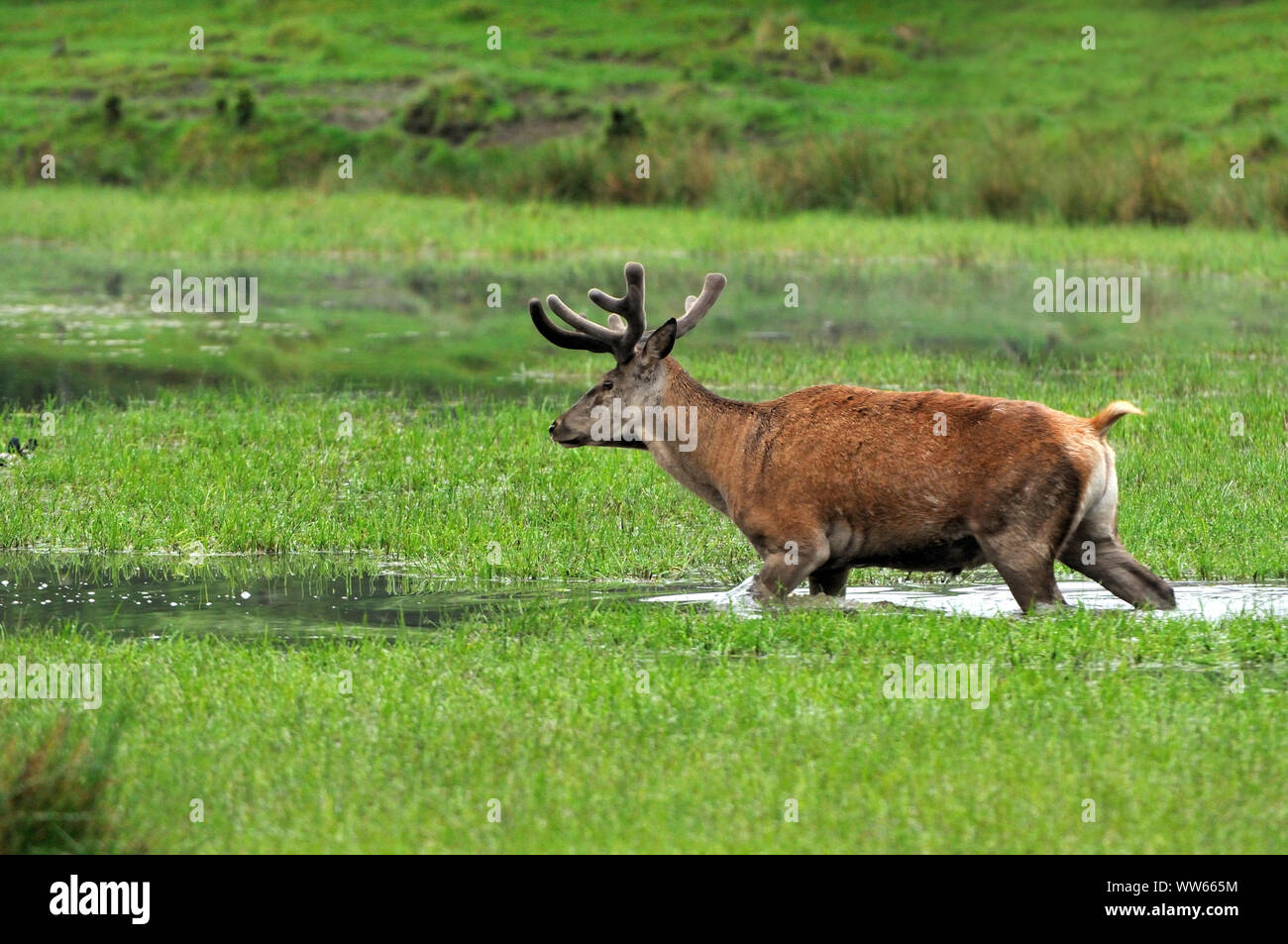 Red deer in marsh meadow, Cervus elaphus Stock Photo