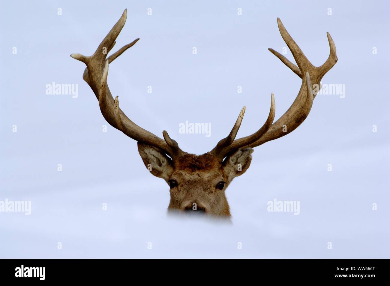 Red deer in the snow, cervus elaphus, portrait Stock Photo