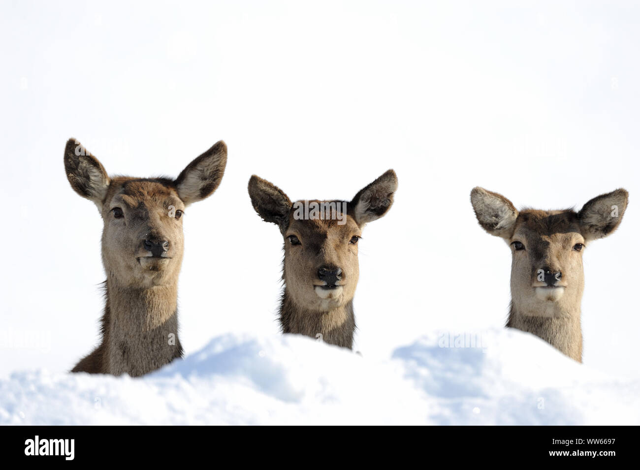 Red deer hinds in the snow, Cervus elaphus Stock Photo