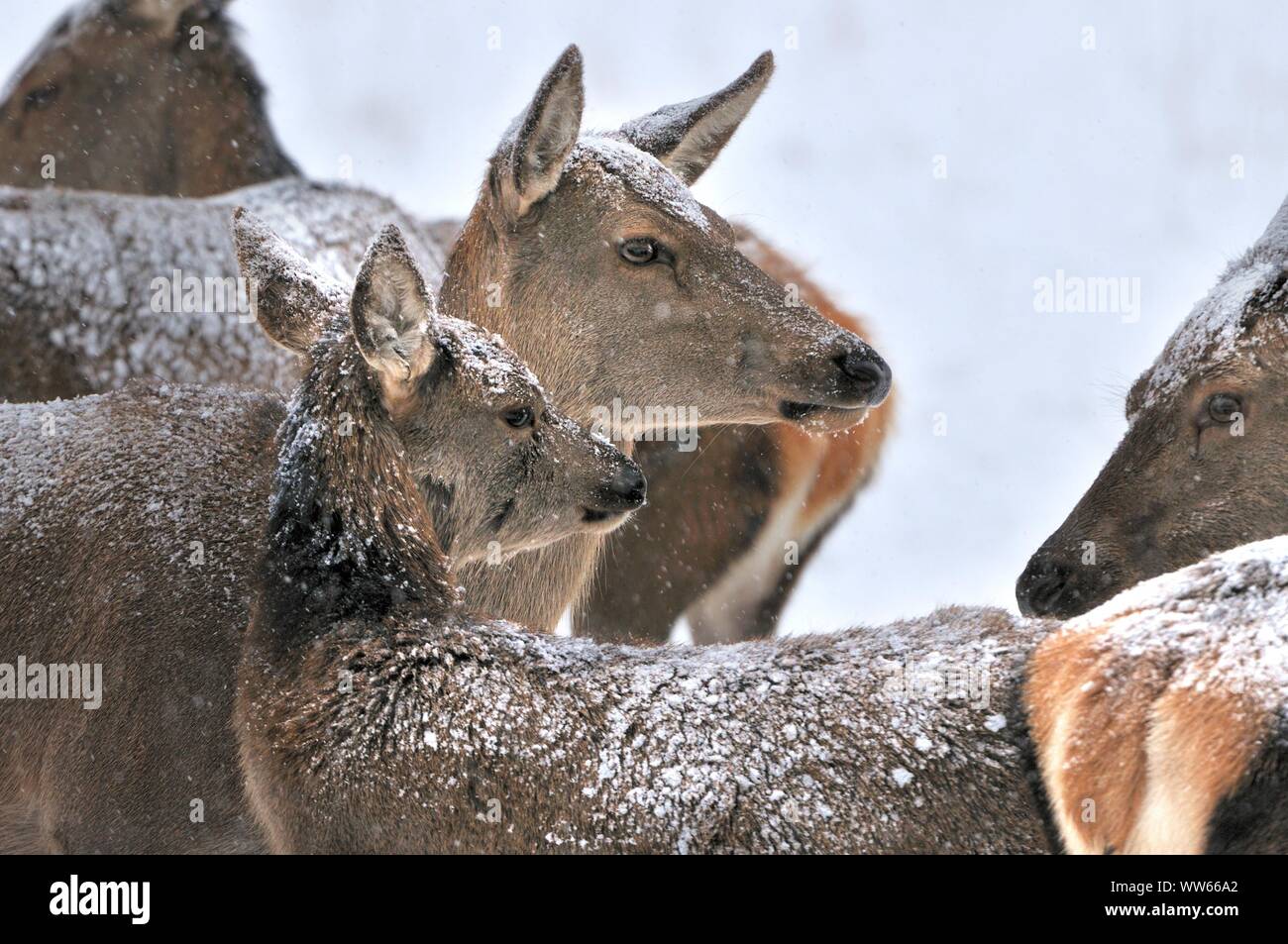 Red deer hinds in the snow, Cervus elaphus, portrait Stock Photo