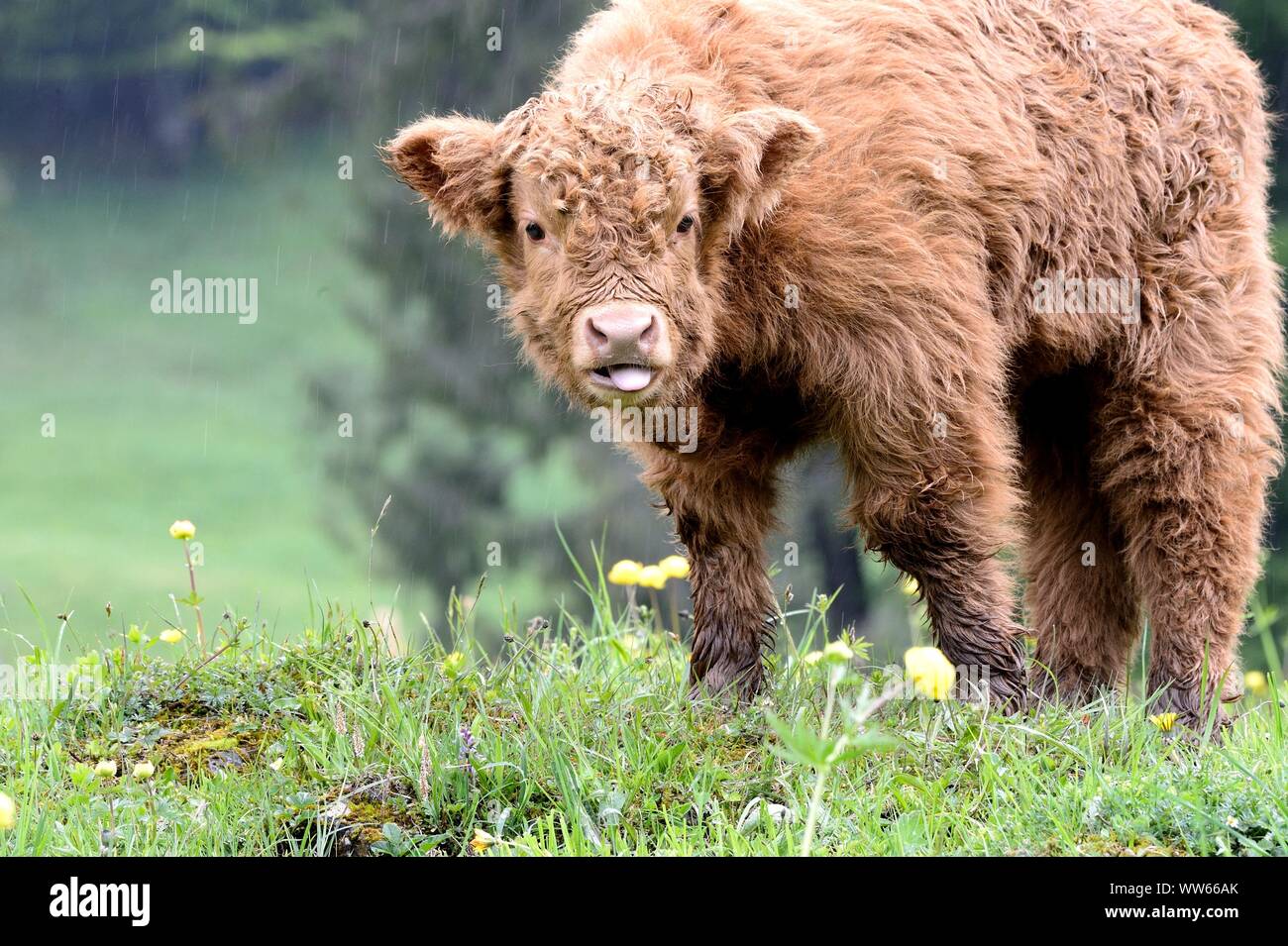 Scottish Highland cattle, young animal, in meadow Stock Photo - Alamy