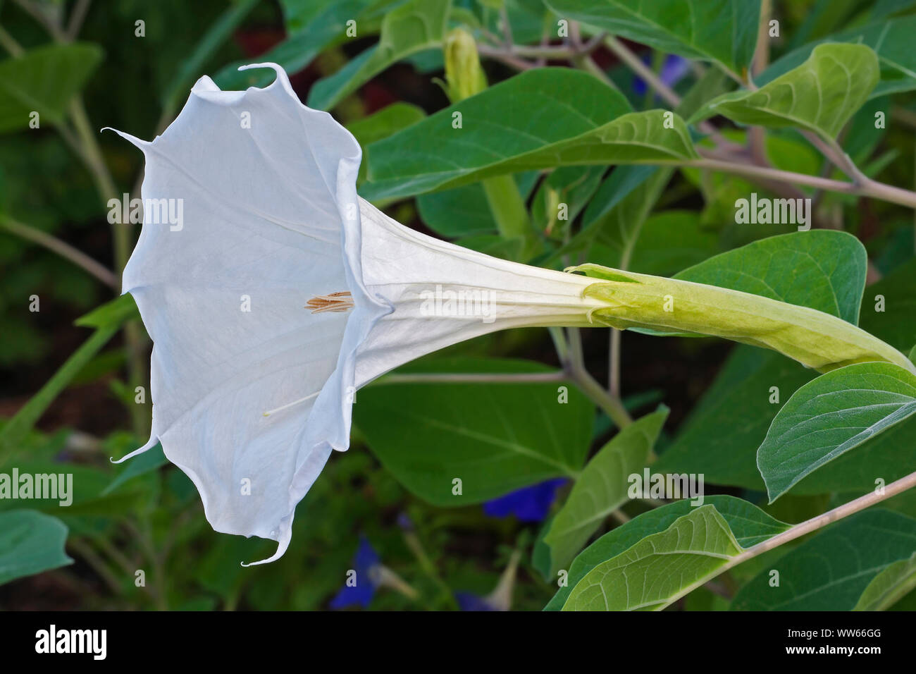 Devil's trumpet, Datura metel, White trumpet shaped flower growing outdoor. Stock Photo