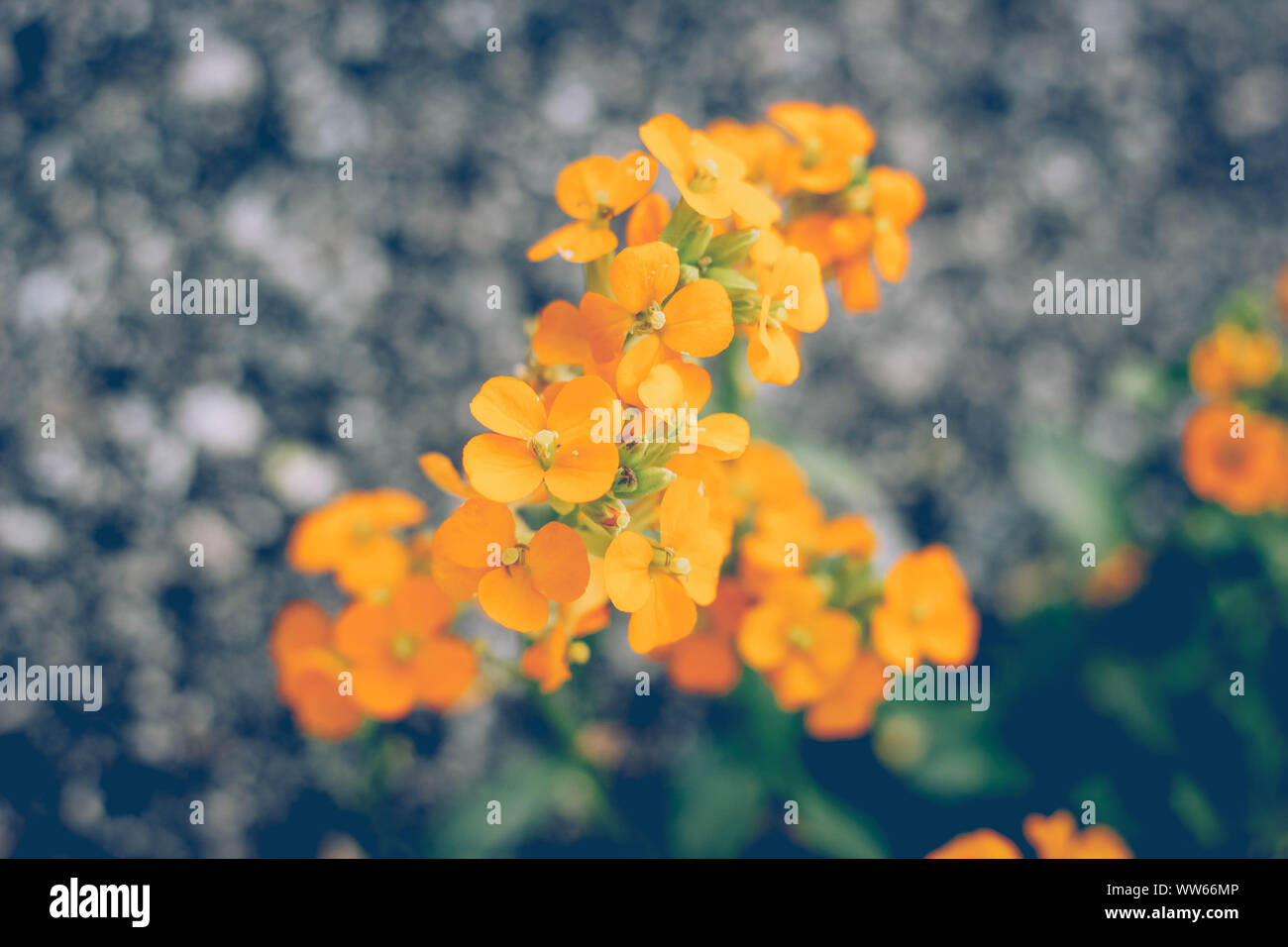 Blossoms of the wallflower, Erysimum cheiri, close-up Stock Photo