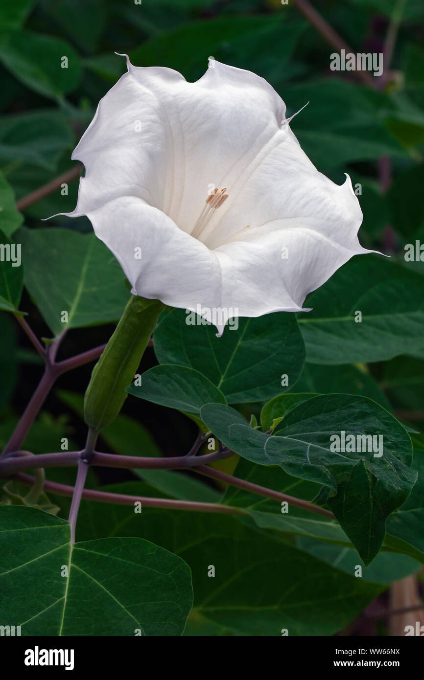 Devil's trumpet, Datura metel, White trumpet shaped flower growing outdoor. Stock Photo