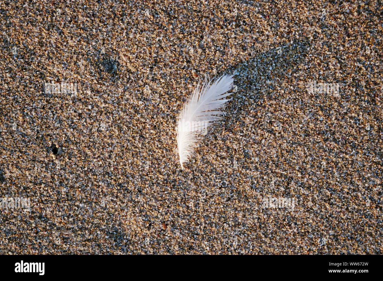 White feather on the beach, evening light Stock Photo