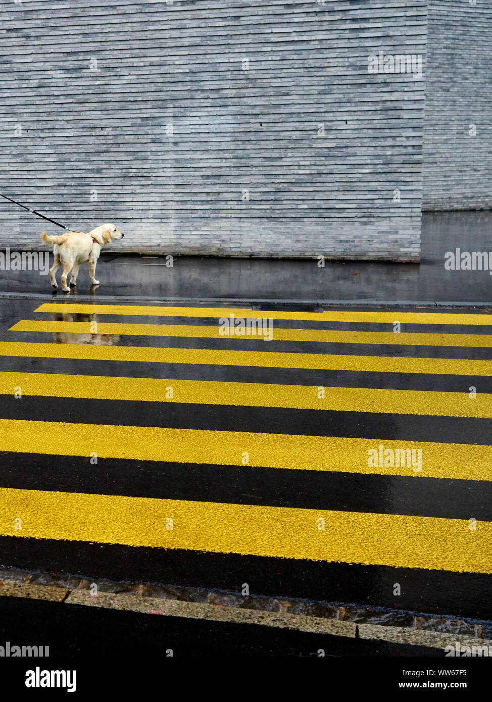 Labrador dog in the rain in front of a yellow zebra crossing Stock Photo