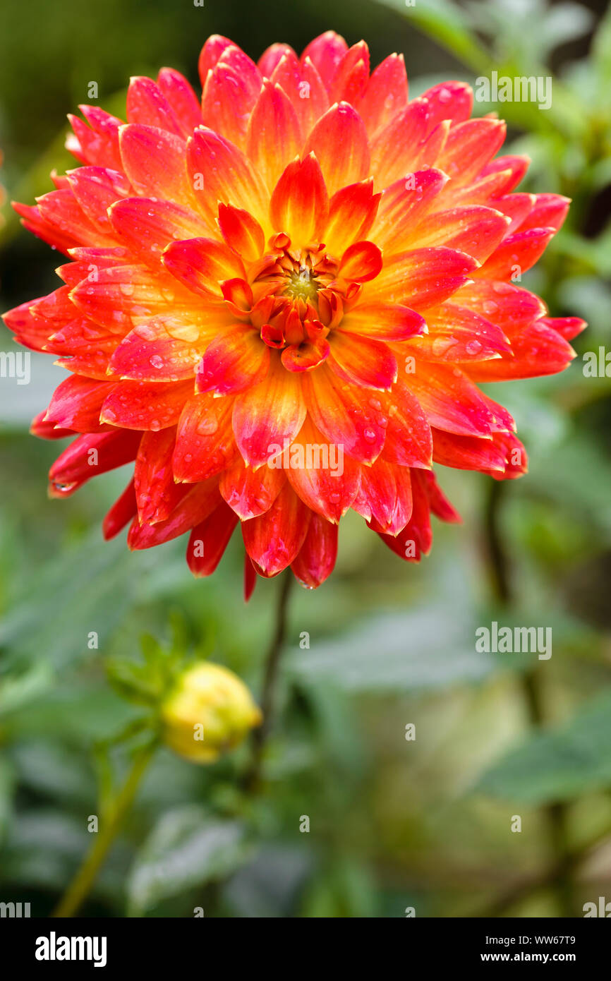 Dinnerplate Dahlia High Resolution Stock Photography and Images - Alamy