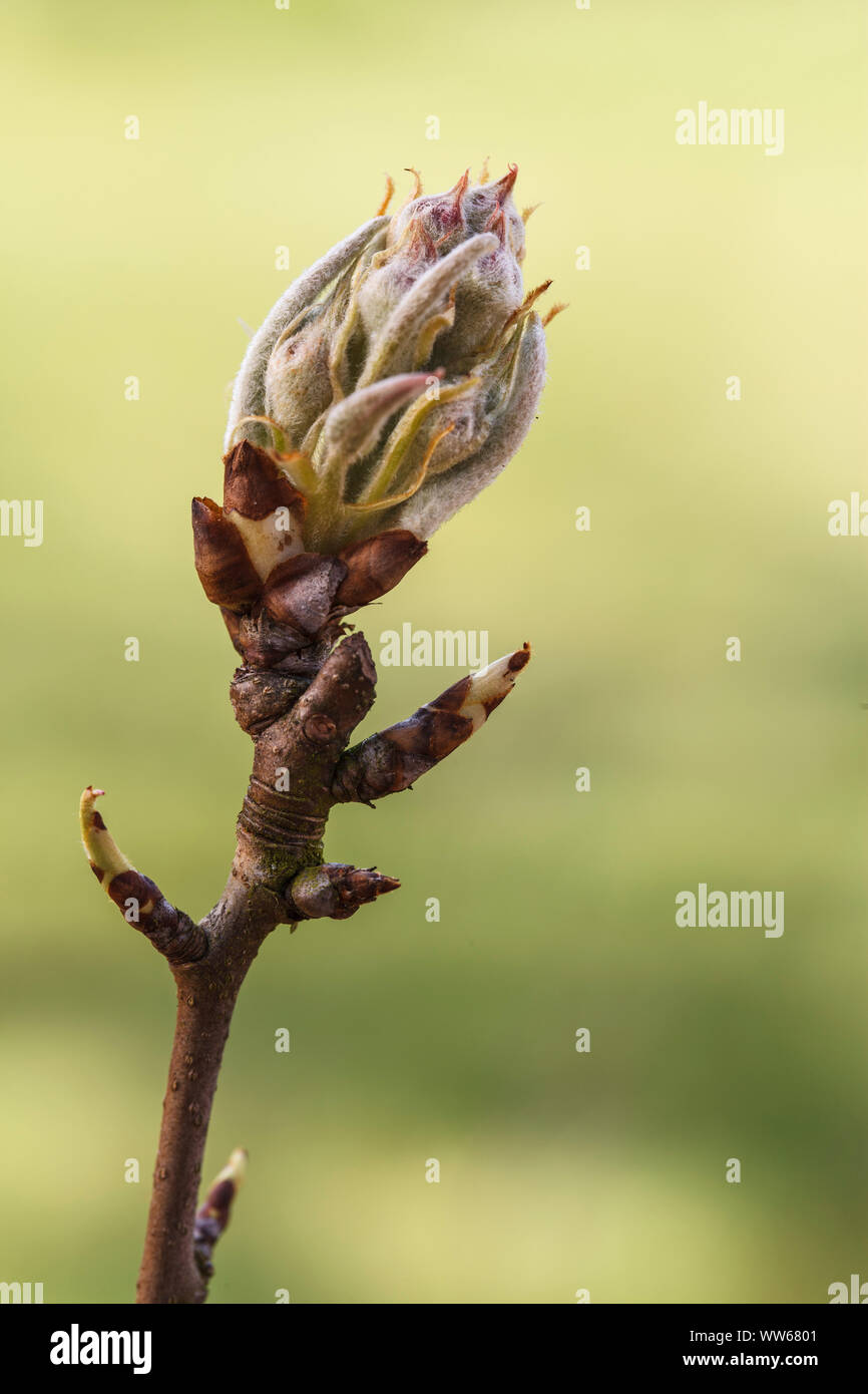 Pear tree blossom, bud in spring Stock Photo Alamy