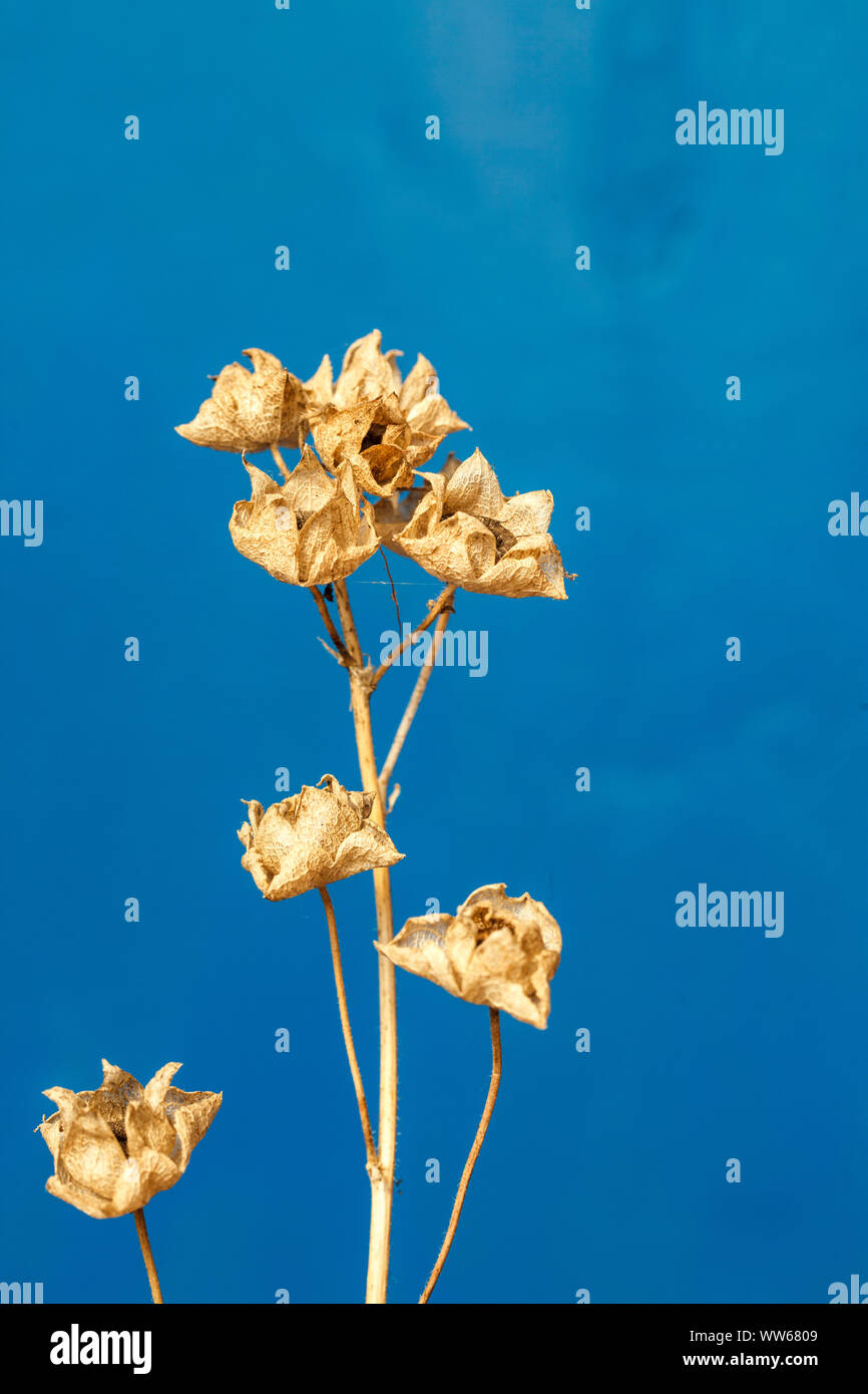 Balloon flower seeds, still life Stock Photo Alamy