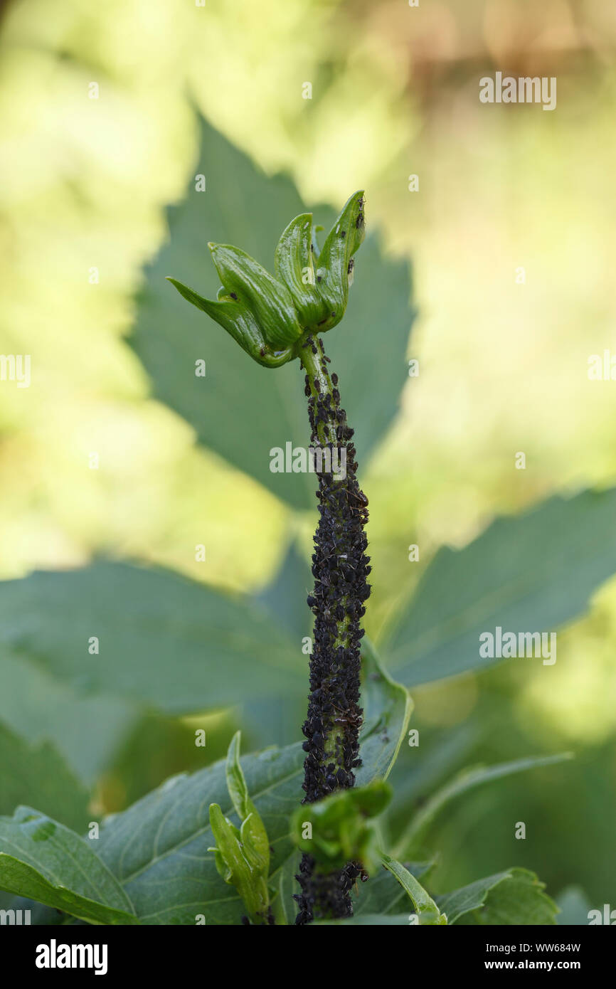 Aphids sitting on a stalk Stock Photo