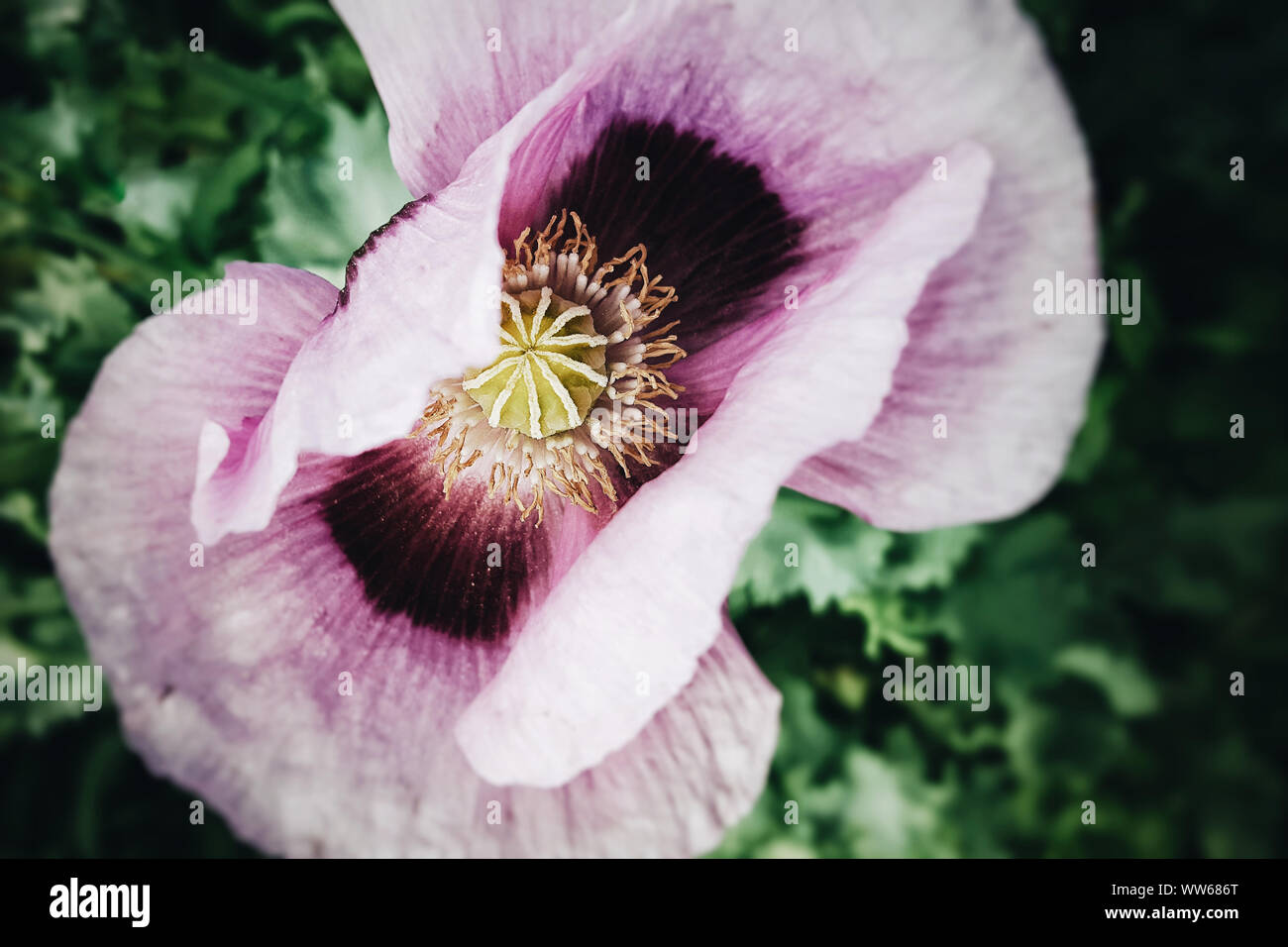 Poppy (Papaveraceae), blossom, pink, top view Stock Photo