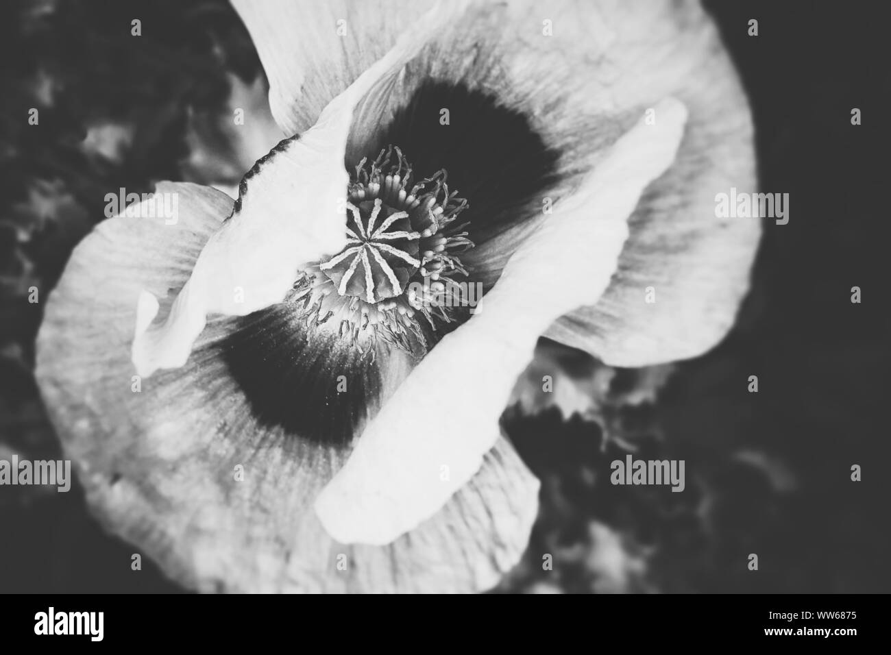 Poppy (Papaveraceae), blossom, b/w, top view Stock Photo