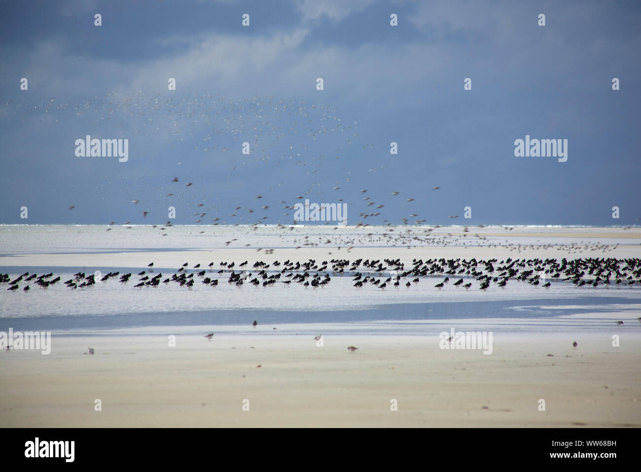 Oystercatcher and terns on the Bill-Riff in front of the North Sea island Juist. Stock Photo