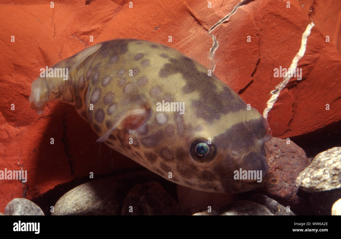 Ocellated pufferfish, Leiodon cutcutia Stock Photo